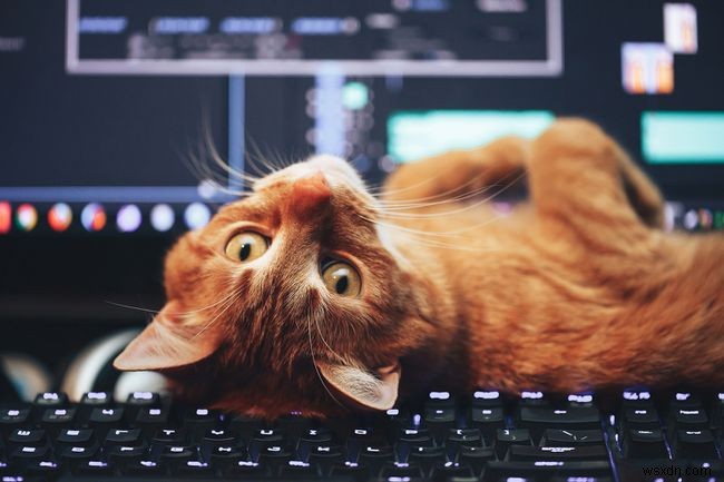 วิธีใช้ Linux Cat Command