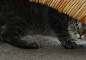 วิธีแสดงไฟล์และโฟลเดอร์ที่ซ่อนอยู่ใน Windows 10