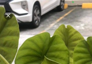 6 แอพกลางแจ้งที่คุณควรลองกับลูกๆ ของคุณ 