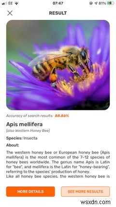 แอพ 5 อันดับแรกบน iPhone สำหรับระบุแมลงและแมลง 