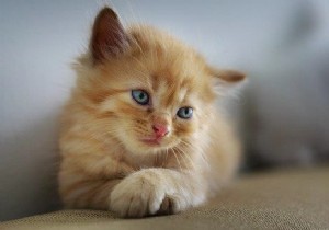 จะเพิ่มเส้นขอบให้กับรูปภาพโดยใช้ไลบรารี Java OpenCV ได้อย่างไร 