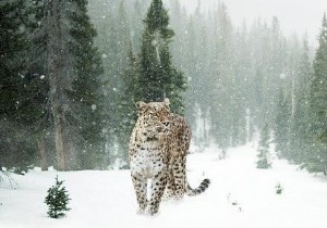 จะเปลี่ยนความสว่างของรูปภาพโดยใช้ไลบรารี Java OpenCV ได้อย่างไร 