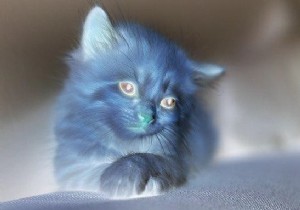 จะแปลงภาพเนกาทีฟเป็นภาพบวกโดยใช้ไลบรารี Java OpenCV ได้อย่างไร 