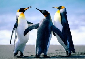 จะแปลงรูปภาพเป็น PyTorch Tensor ได้อย่างไร 