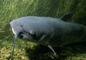 Catfishing คืออะไรและเป็นภัยคุกคามทางออนไลน์อย่างไร