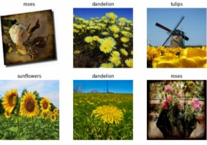 Tensorflow สามารถใช้กับชุดข้อมูลดอกไม้เพื่อฝึกโมเดลต่อไปได้อย่างไร 