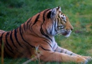 วิธีนำสัตว์ 3 มิติของ Google มาไว้ในห้องนั่งเล่นของคุณ 