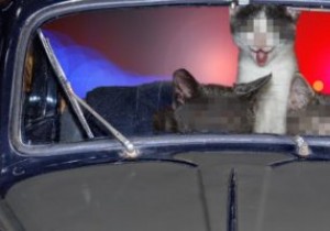 วิธีการเบลอภาพออนไลน์