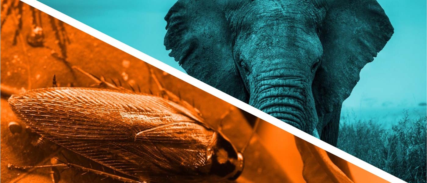 วิธีการเลือกระหว่าง PostgreSQL และ CockroachDB