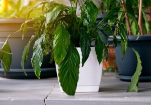 วิธีระบุพืชบน iPhone ของคุณโดยเพียงแค่ถ่ายภาพ