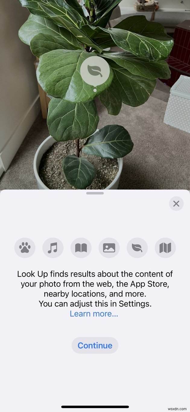 วิธีระบุพืชบน iPhone ของคุณโดยเพียงแค่ถ่ายภาพ
