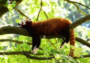 วิธีตั้งค่า “ห้ามรบกวน” บน iOS