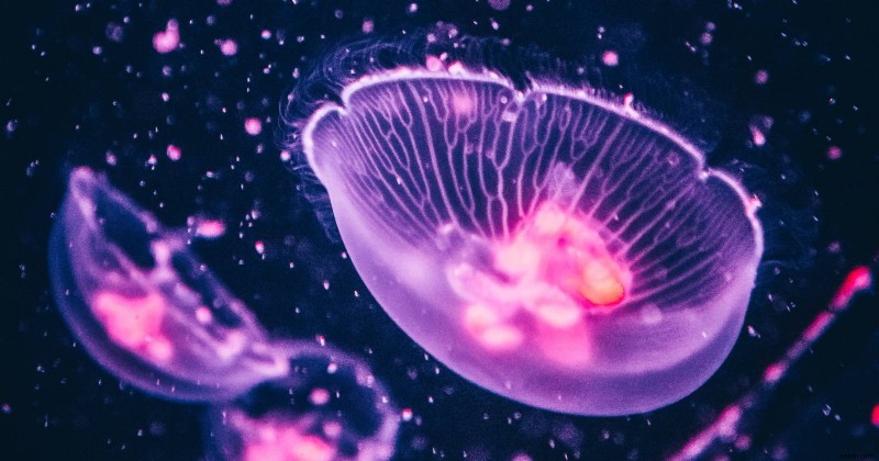 Ubuntu 22.04 Jammy Jellyfish เปิดตัวการอัปเดต Firefox ที่เป็นที่ถกเถียง 